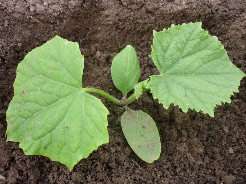 Парник для огурцов своими руками: фото лучших решений для дачного участка