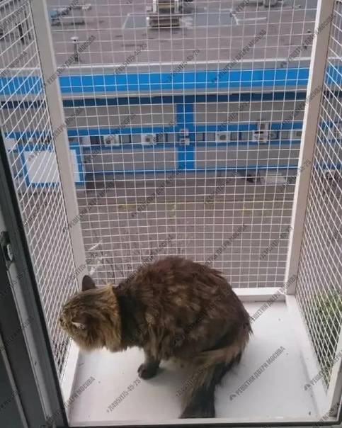 Сетка на окно для кошек