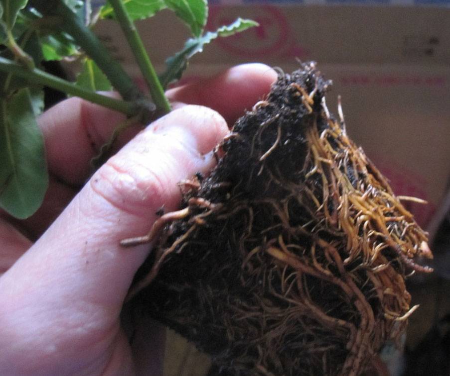 Лавровое дерево — выращиваем самостоятельно