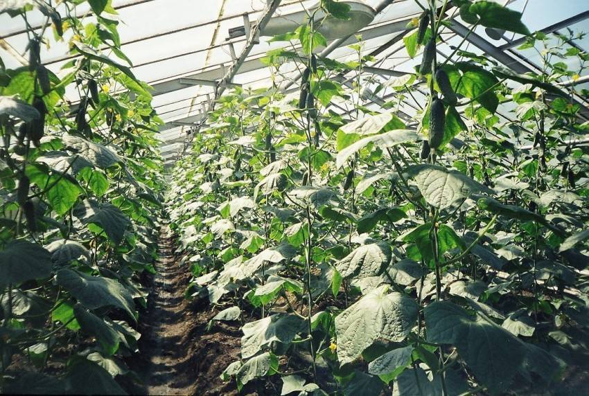 Парник для огурцов своими руками: фото лучших решений для дачного участка