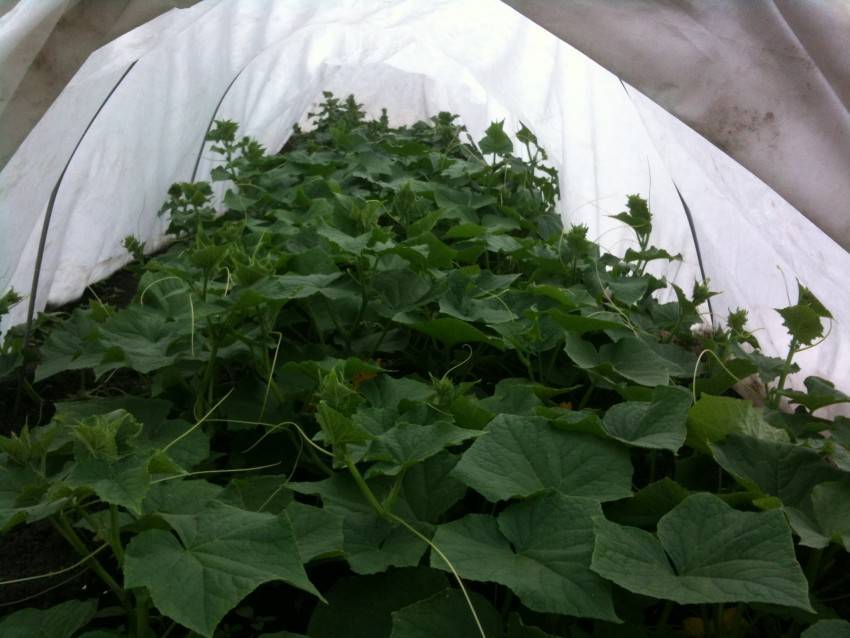 Парник для огурцов своими руками: фото лучших решений для дачного участка
