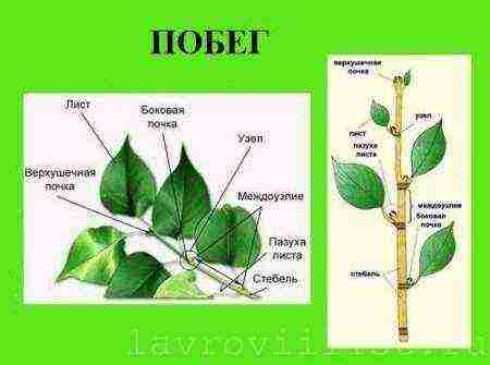 Лавровое дерево — выращиваем самостоятельно