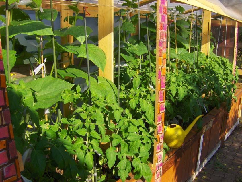 Парник для огурцов своими руками: фото лучших решений для дачного участка