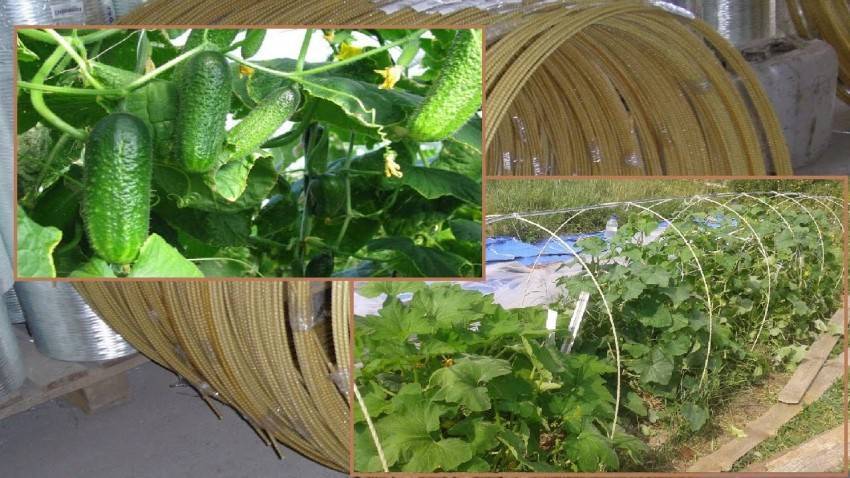 Парник для огурцов своими руками: фото лучших решений для дачного участка