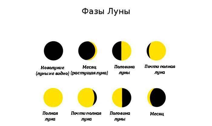 Пересадка комнатных растений — главные правила