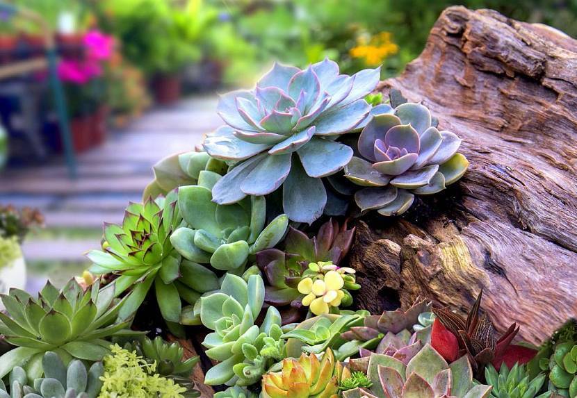 Клумба своими руками: изготавливаем на даче из подручных материалов и подбираем цветы