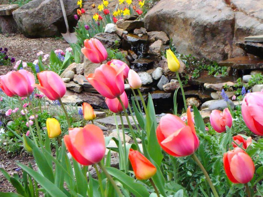 Альпийская горка с камнями на даче своими руками: фото рокариев с пошаговой инструкцией