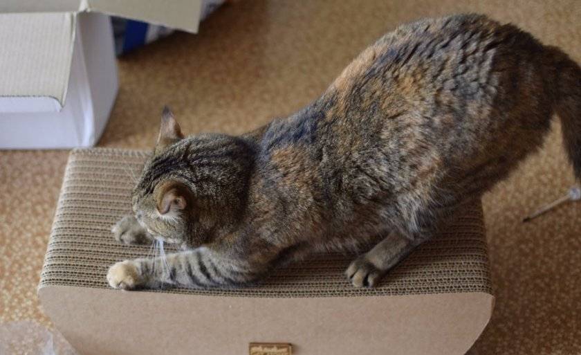 Когтеточка для кошек своими руками: основной способ уберечь поверхности в доме