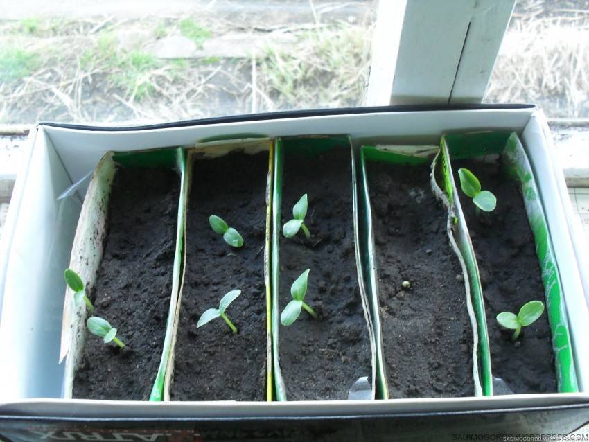 Парник для огурцов своими руками: фото лучших решений для дачного участка