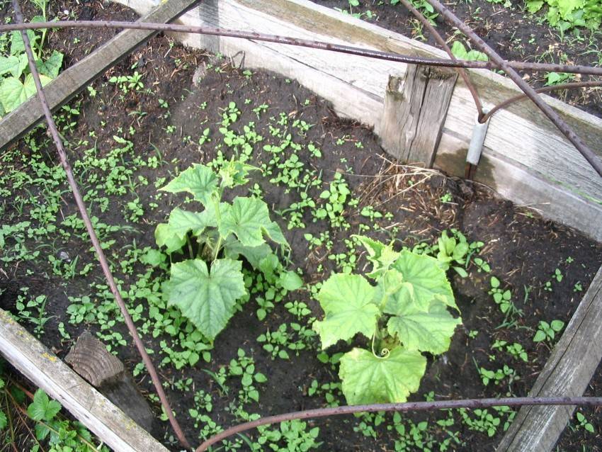 Парник для огурцов своими руками: фото лучших решений для дачного участка