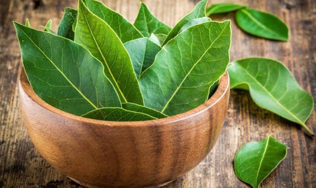 Лавровое дерево — выращиваем самостоятельно