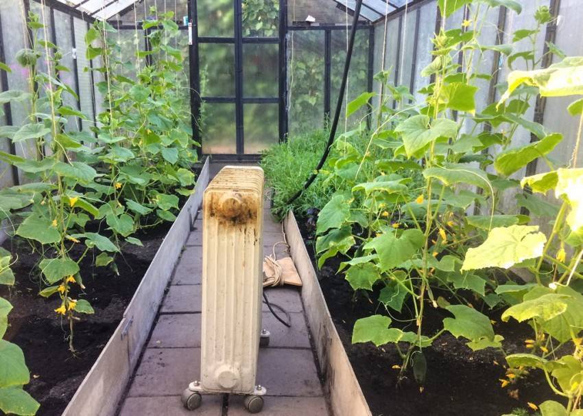 Парник для огурцов своими руками: фото лучших решений для дачного участка