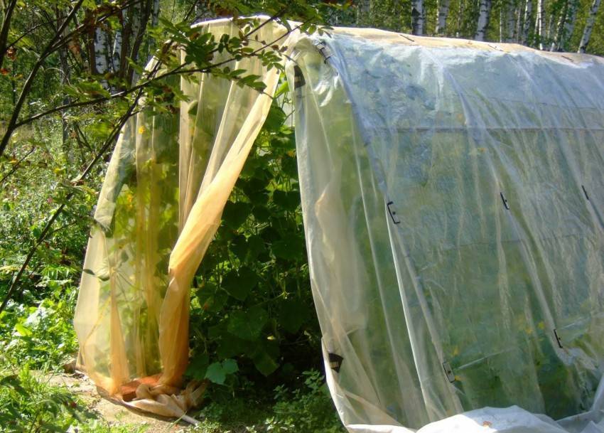Парник для огурцов своими руками: фото лучших решений для дачного участка
