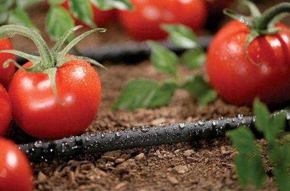 Насадка на шланг для полива: ориентиры выбора + обзор продукции популярных марок
