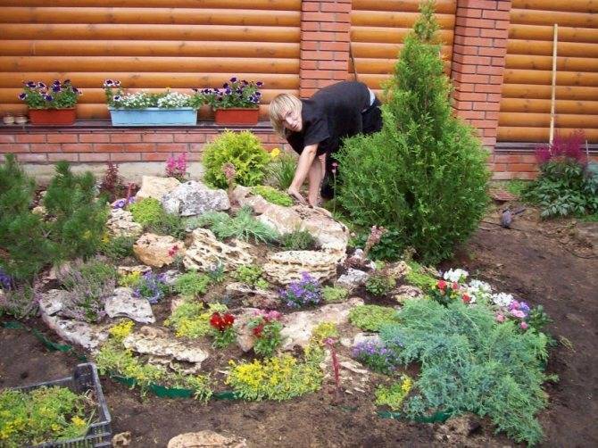 Альпийская горка с камнями на даче своими руками: фото рокариев с пошаговой инструкцией